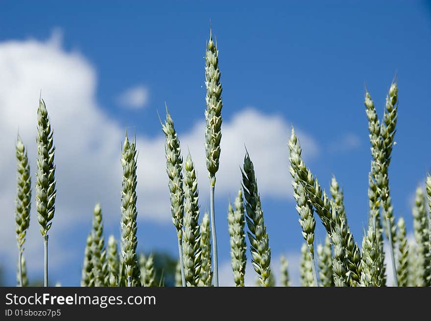 Wheat on a blue sky