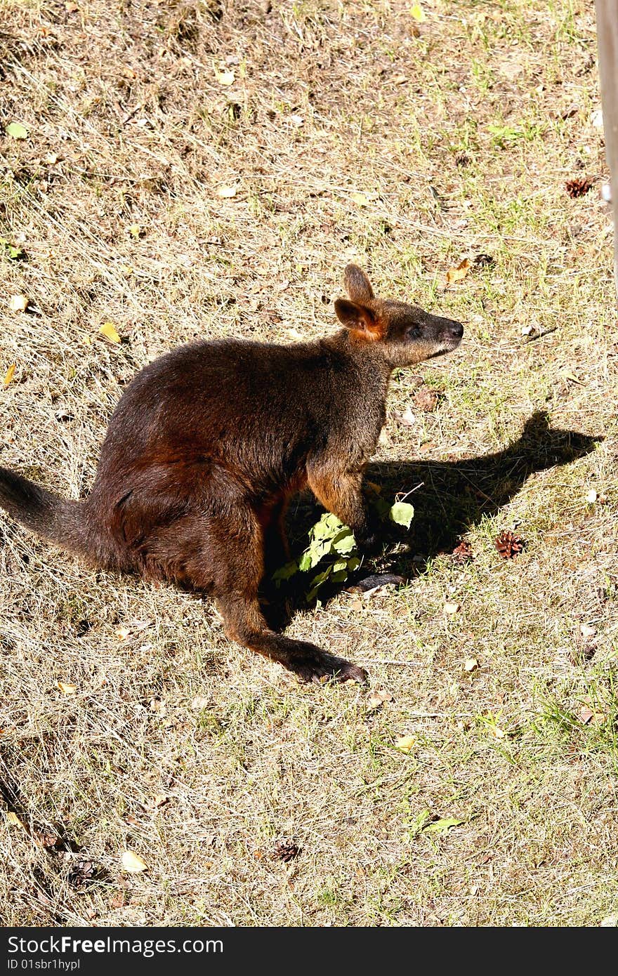 A kangaroo in the zoo