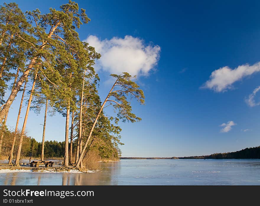 Landscape with frozen lake and pine forest