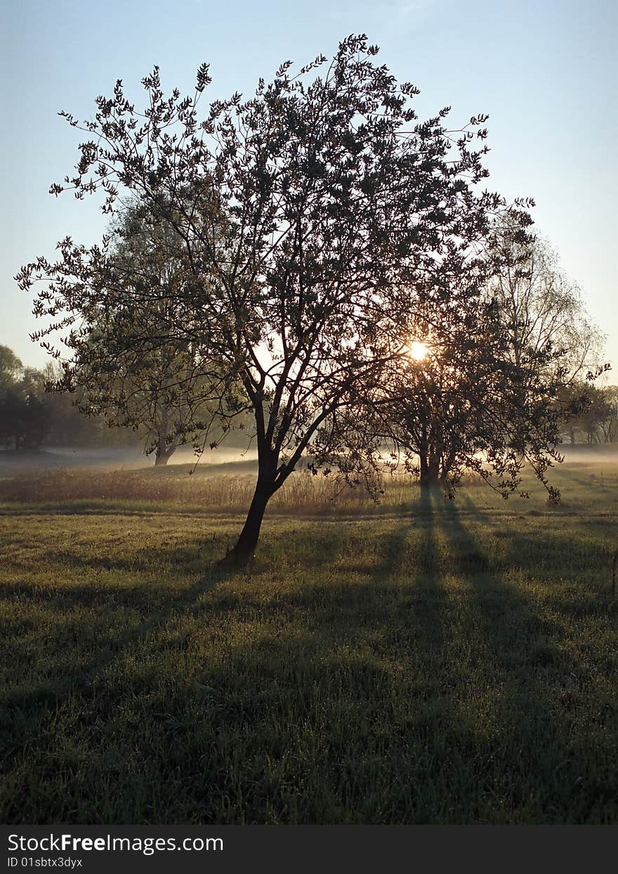 Solitary trees in the sunrise. Solitary trees in the sunrise