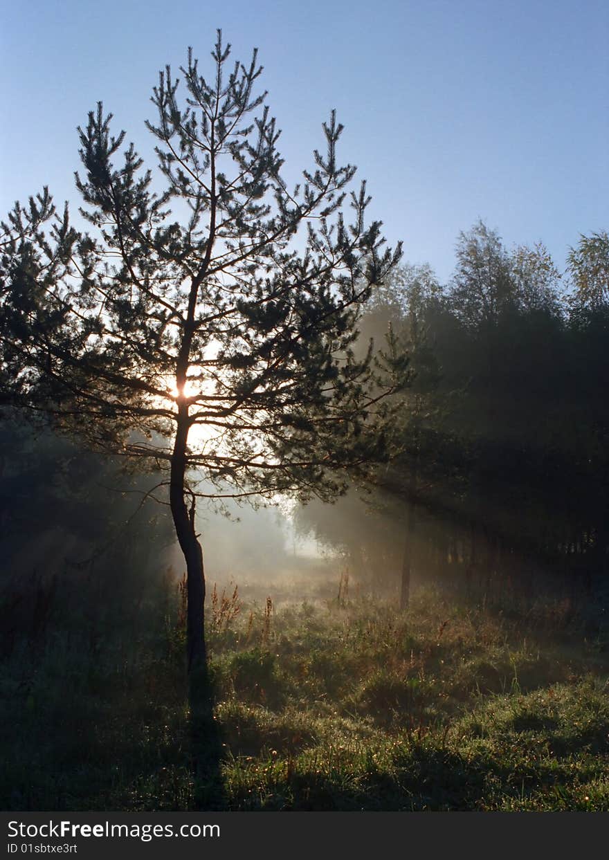 Solitary tree in the sunrise. Solitary tree in the sunrise