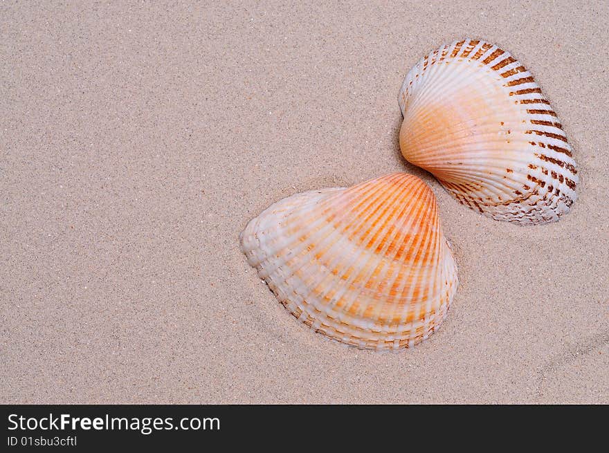 Sea shell on bright white sand.