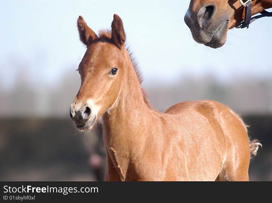 First time for a warm-blooded foal on a paddock, staying in the front of his mother. First time for a warm-blooded foal on a paddock, staying in the front of his mother