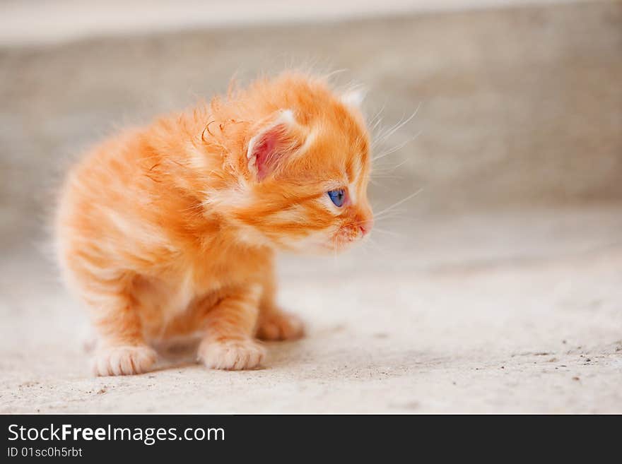 Small red cat