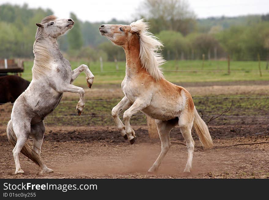 Roughhousing horses