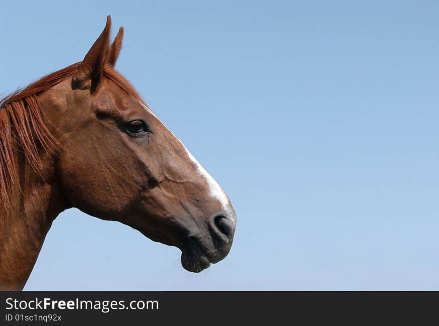 Side-view of the head of a trakehner-mare. Side-view of the head of a trakehner-mare