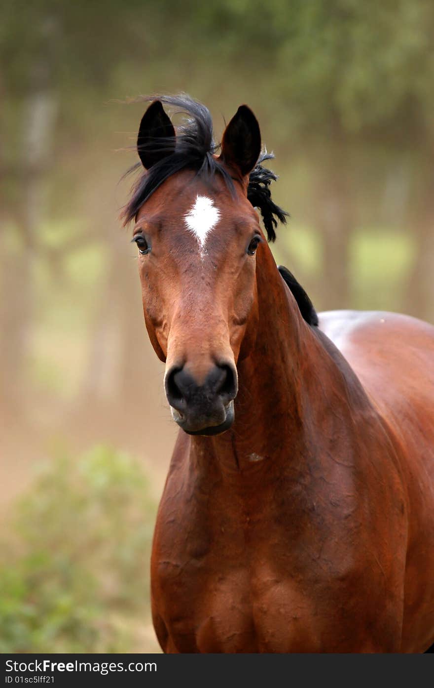 Front-view of a warm-blooded gelding, staying on a dusty meadow