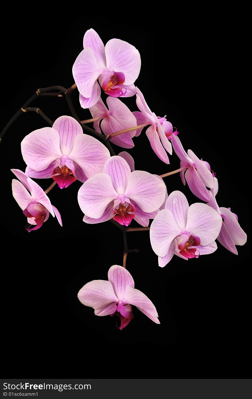 Pink orchid