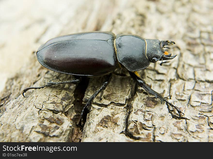 Feamale stag beetle found in my vineyard and shoot outdors before some hard work