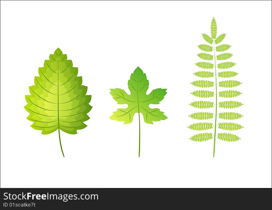 Vector green leaves from different trees