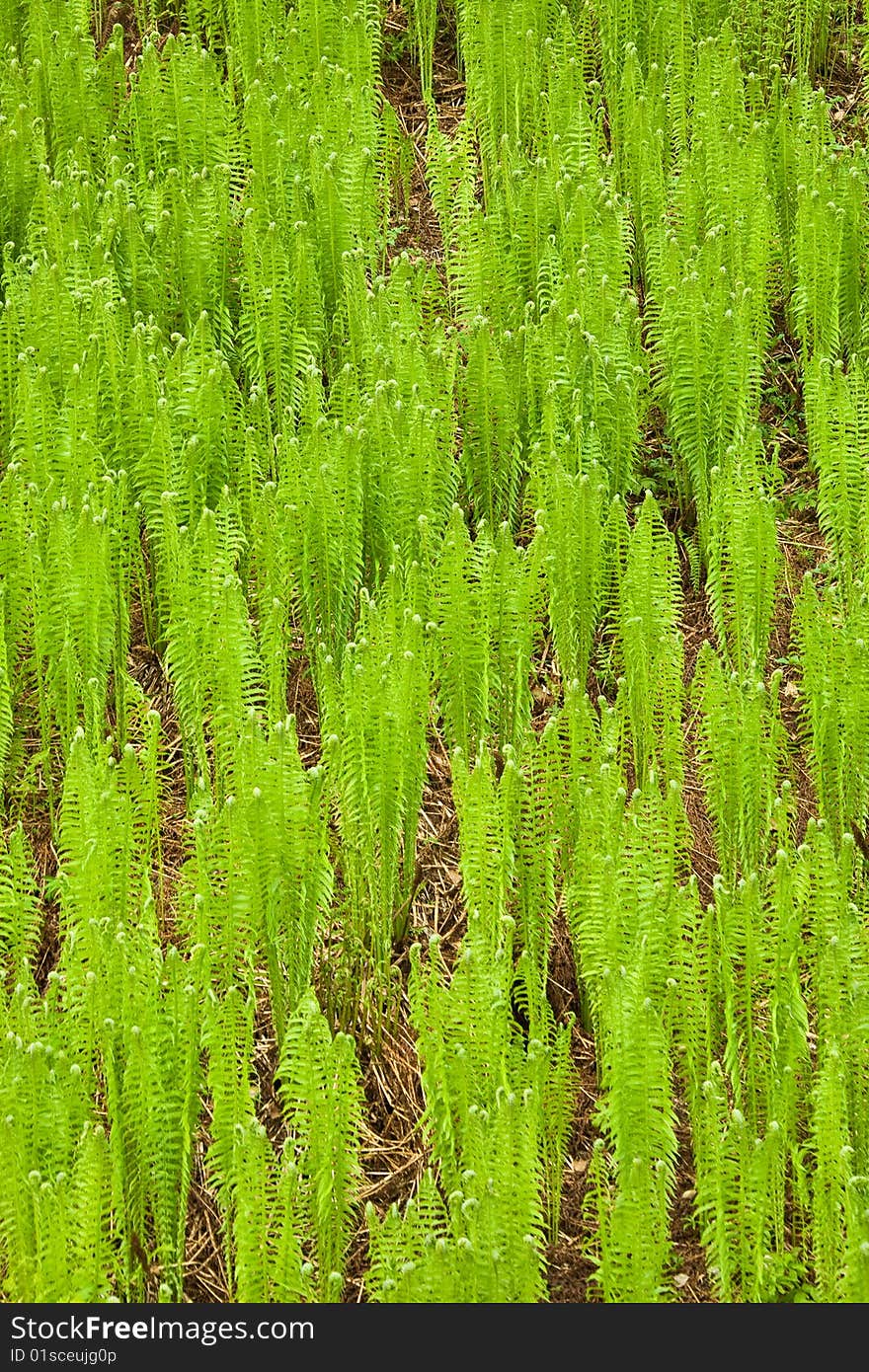 Young, green sprouts of a fern on an abrupt slope of mountain