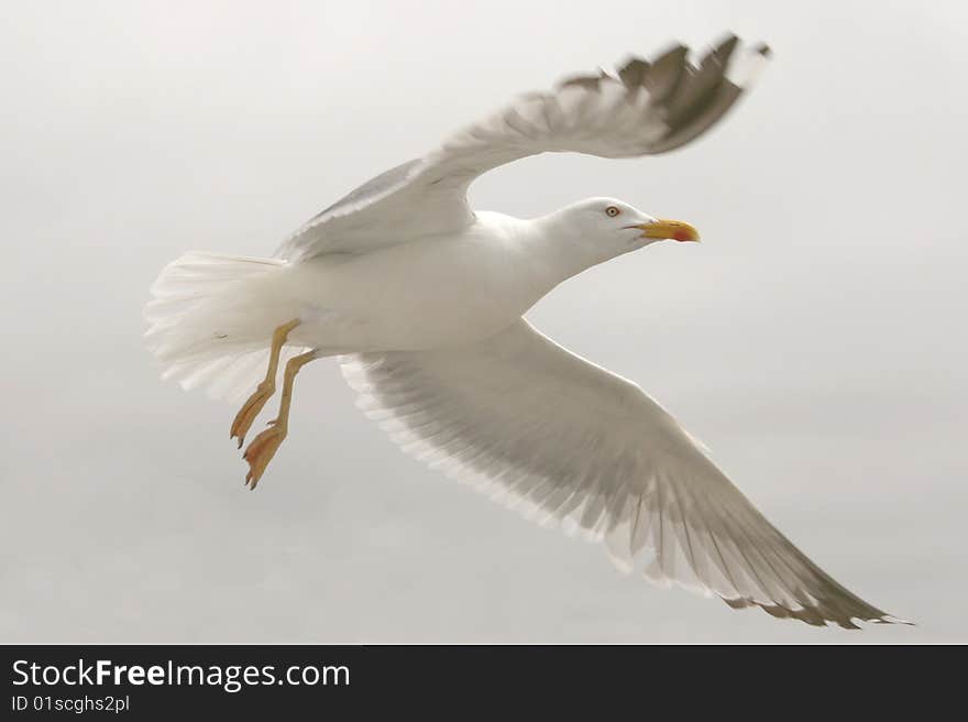 Lift seagull in flight port area in search of fish. Lift seagull in flight port area in search of fish