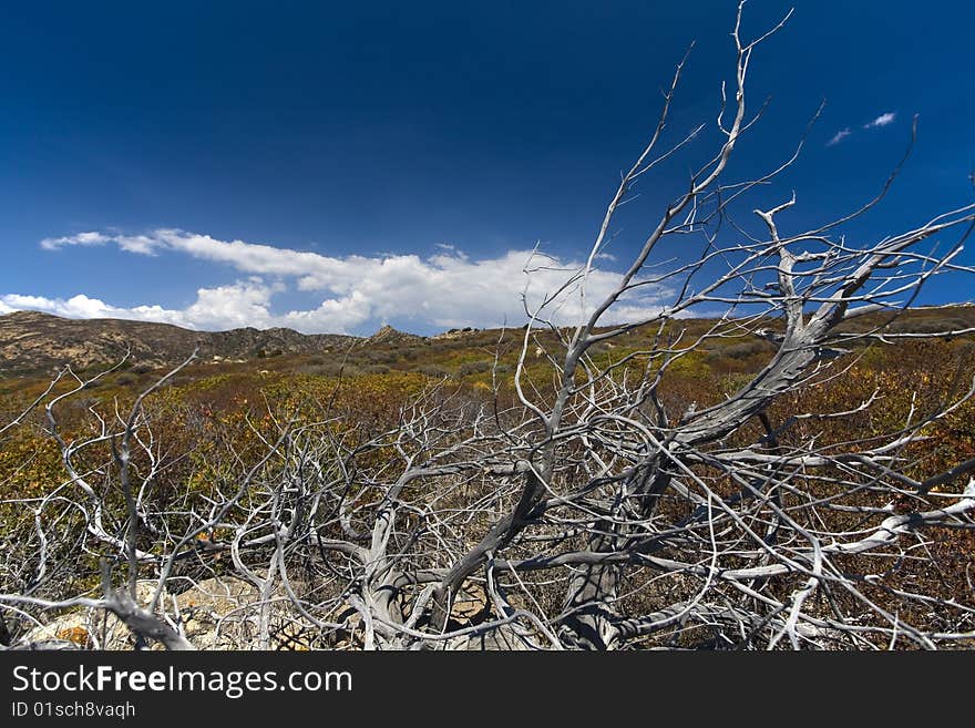 Spring landscape of Sardinia with blue sky