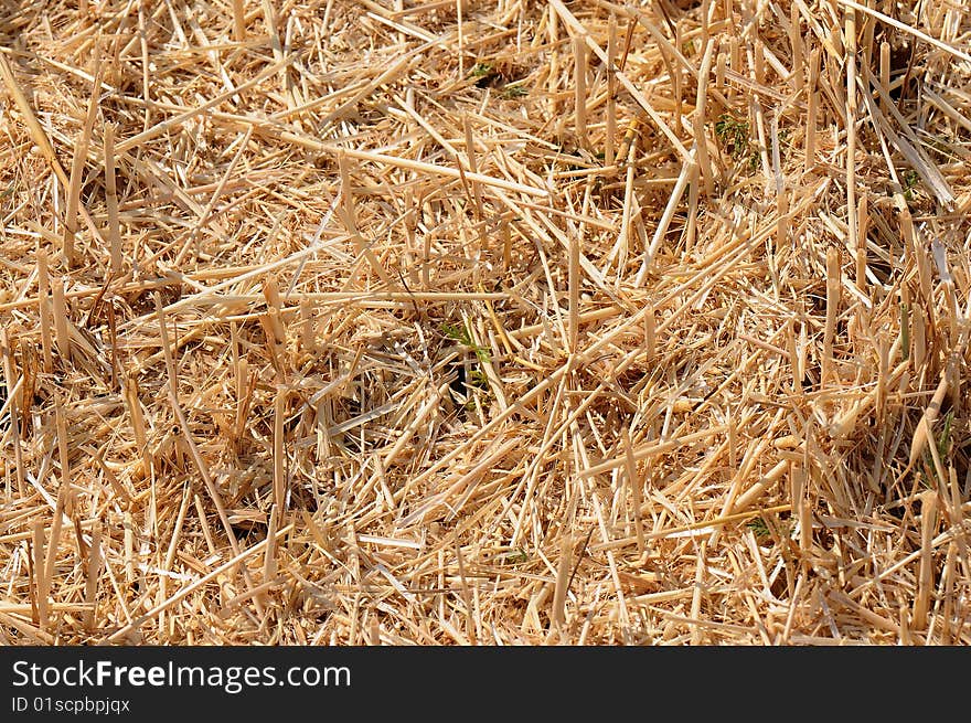 Field of ripe oblique wheat