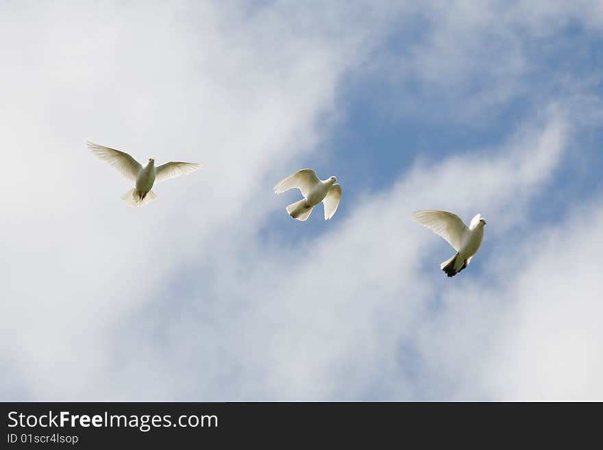 White doves in blue sky. White doves in blue sky