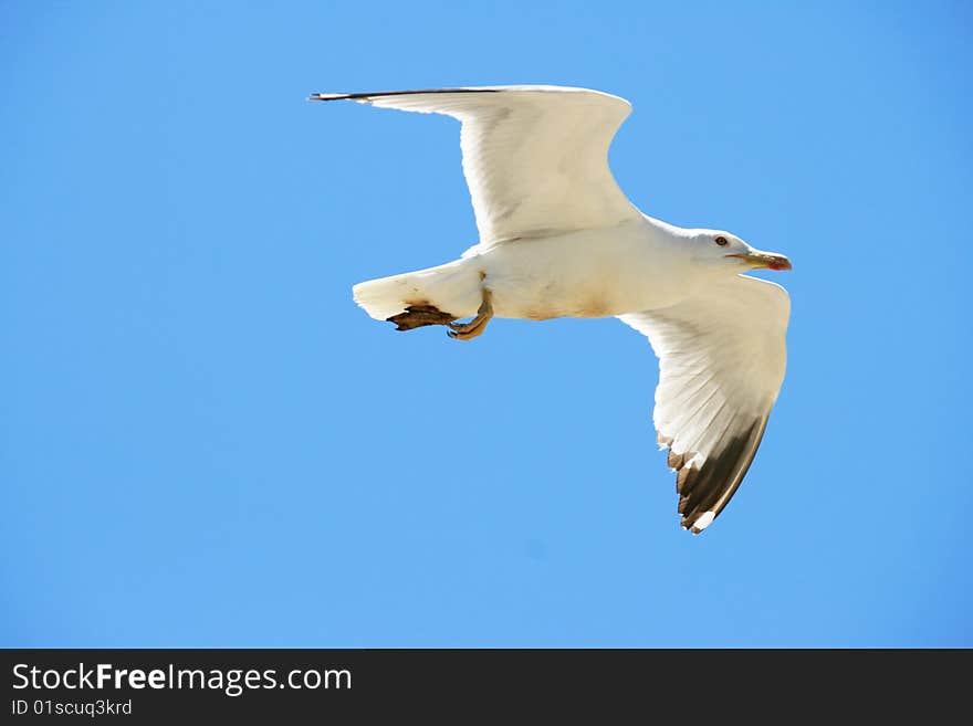 Seagull Flying Against The Wind