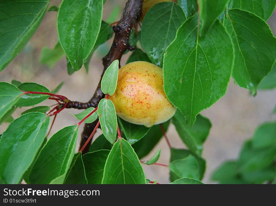 Branch of orange apricot after rain.
Ukraine.
July 2009. Branch of orange apricot after rain.
Ukraine.
July 2009.