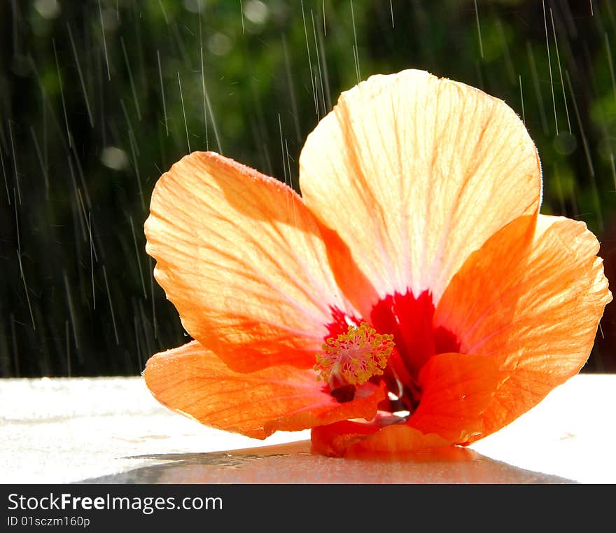 Close up of a sprinkled hibiscus. Close up of a sprinkled hibiscus