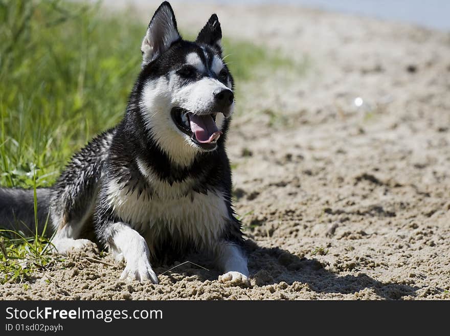 Portrait of siberian husky outdoor. Portrait of siberian husky outdoor