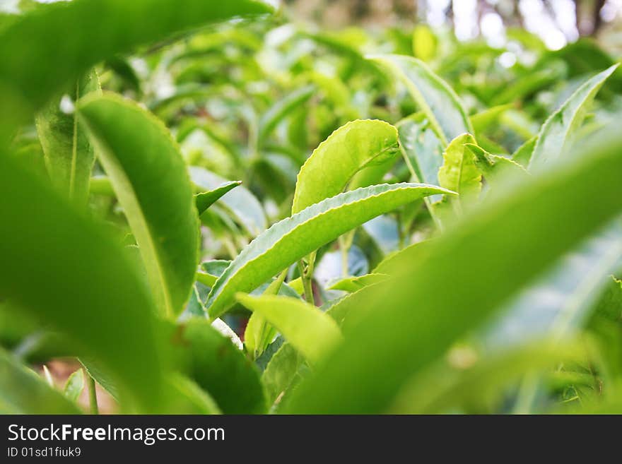 Close shot of tea leaves from a tea garden in north India