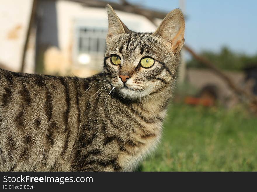 The house grey cat looks in a distance