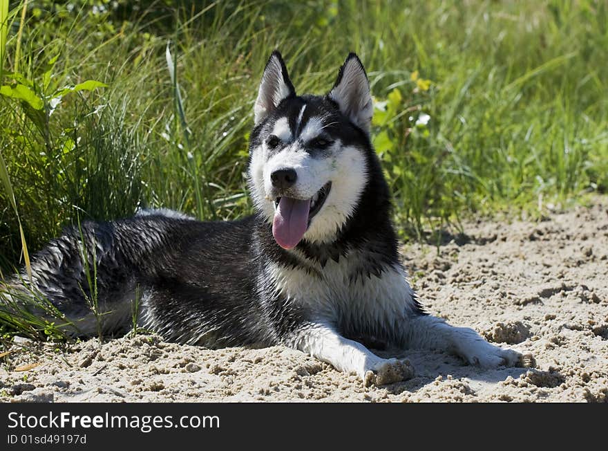 Portrait of siberian husky outdoor. Portrait of siberian husky outdoor