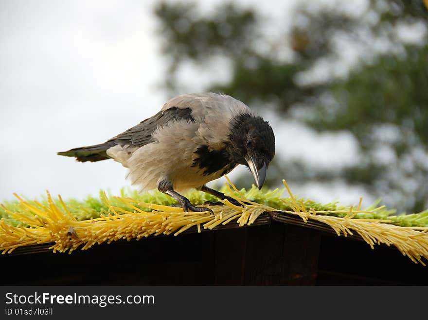 Raven on a roof