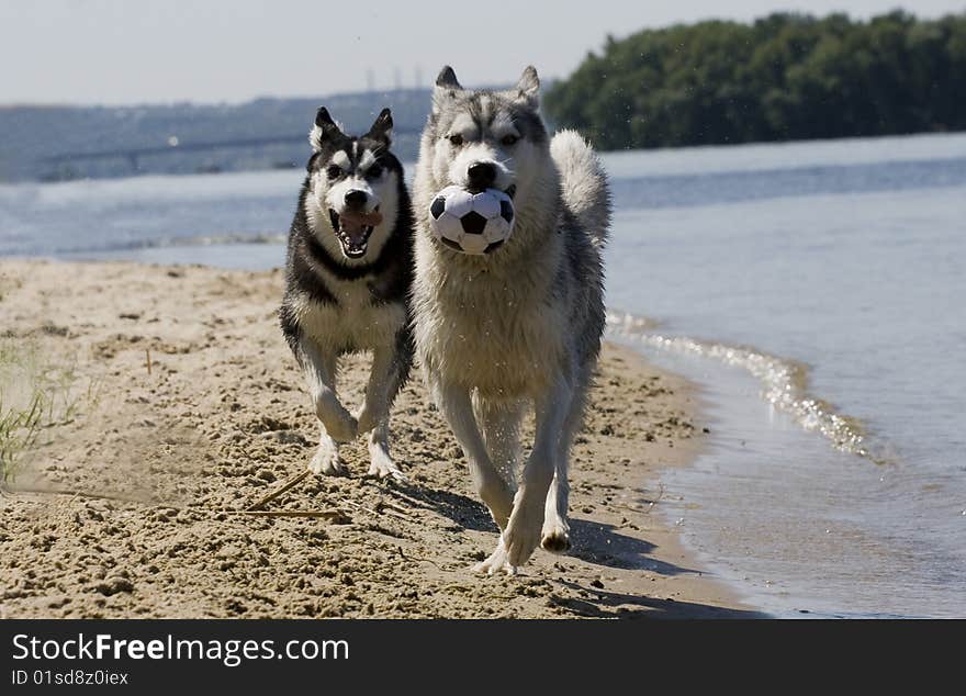 Portrait of beautiful dogs playing outdoor