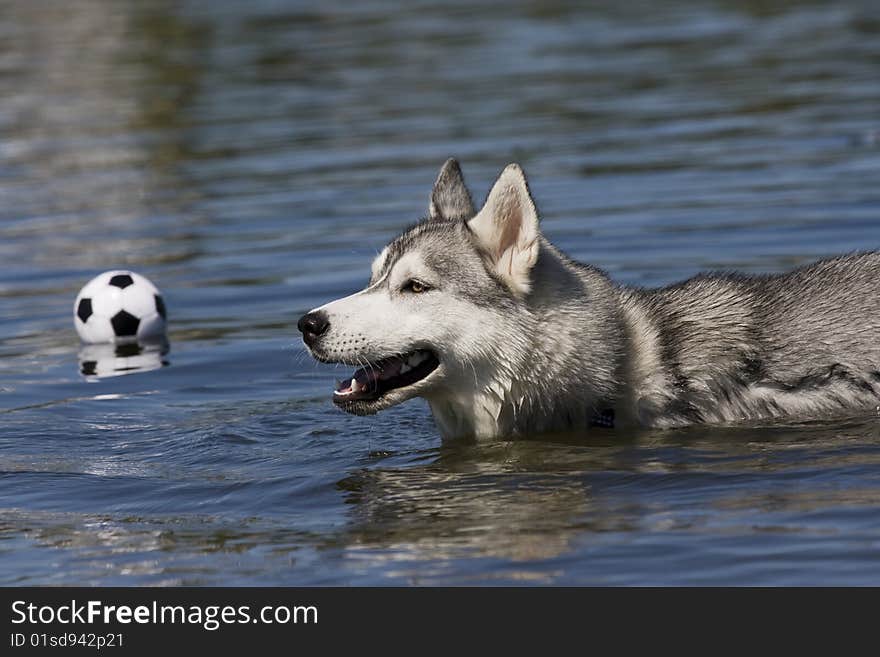 Siberian husky swiming in water. Siberian husky swiming in water