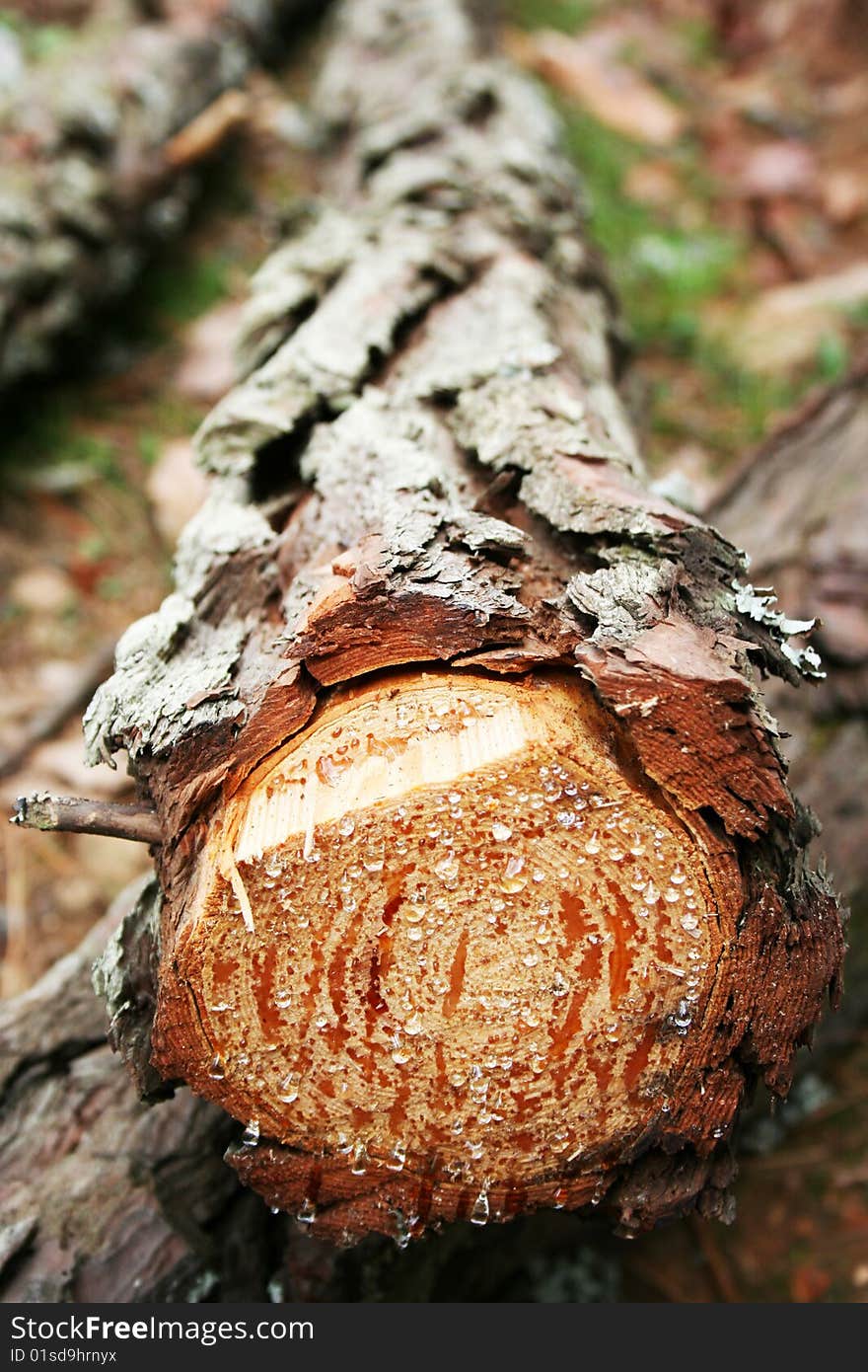 Closeup shot of the face of a log with drops of dew on the surface