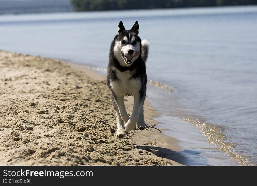 Portrait of beautiful dog outdoor