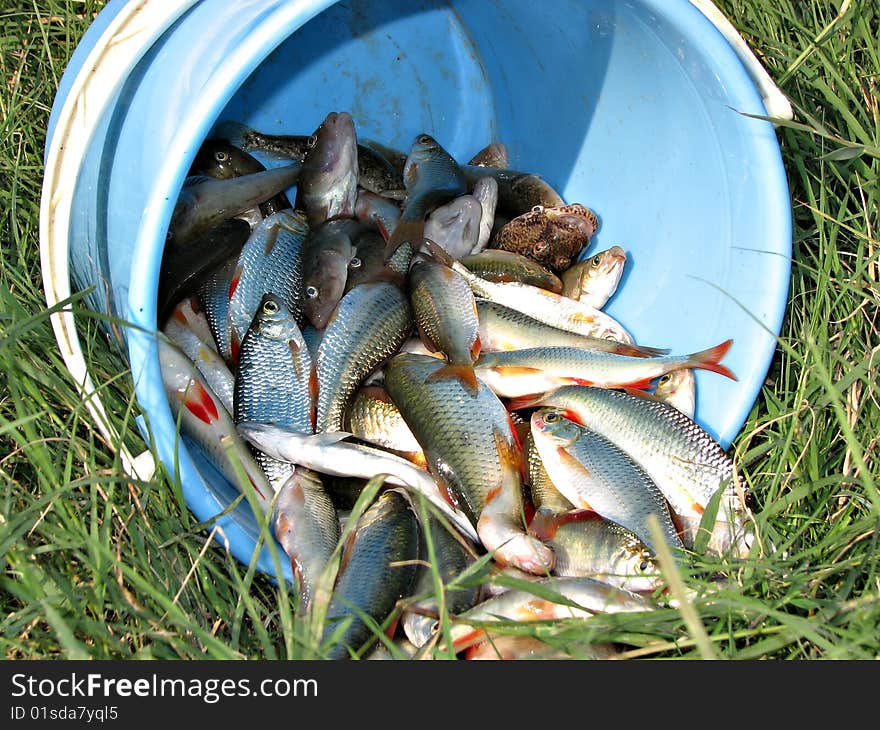 A Bucket Of Fish