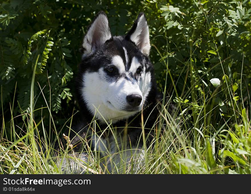 Portrait of beautiful dog outdoor