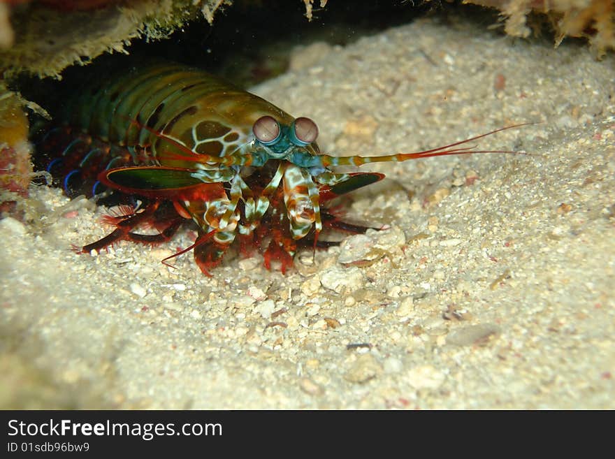 Manta shrimp in its hideout