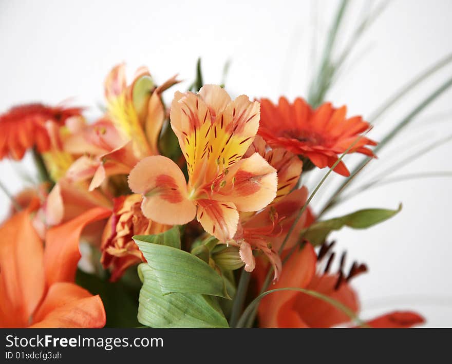 Orange lilies over white in close up. Orange lilies over white in close up