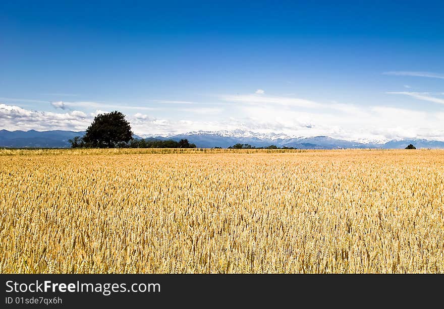 Wheat ears landscape