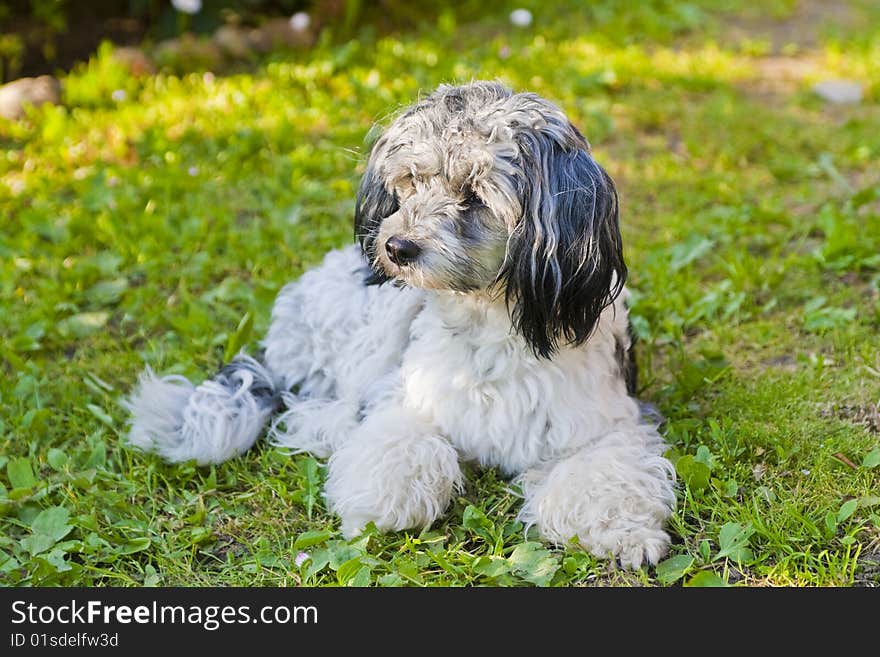 Chinese Crested puppy with sad eyes lays on a grass