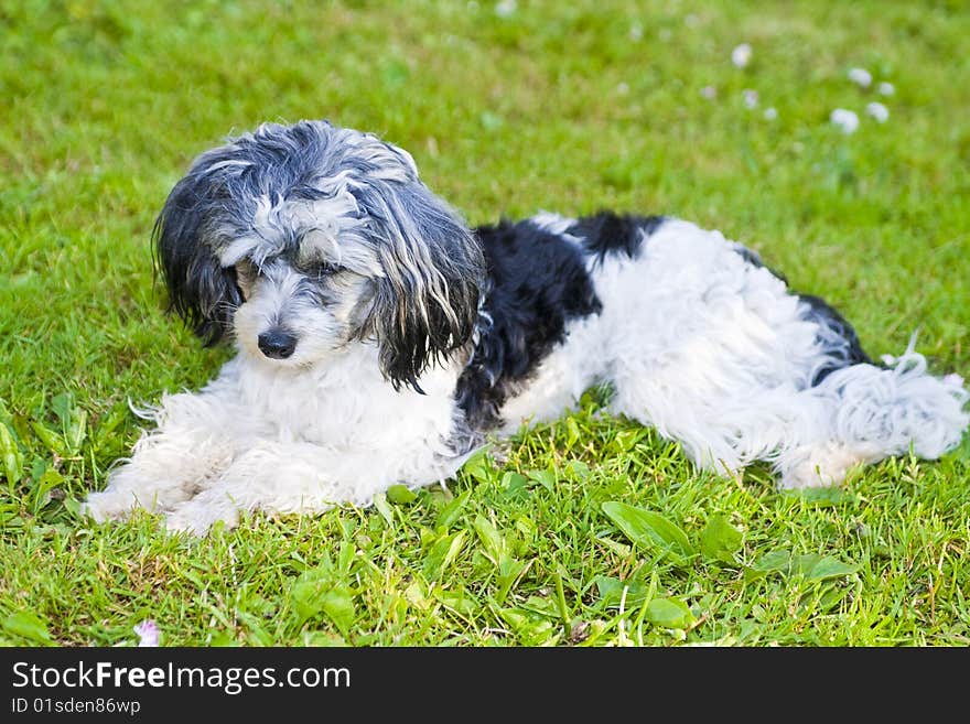 Chinese Crested puppy with sad eyes lays on a grass