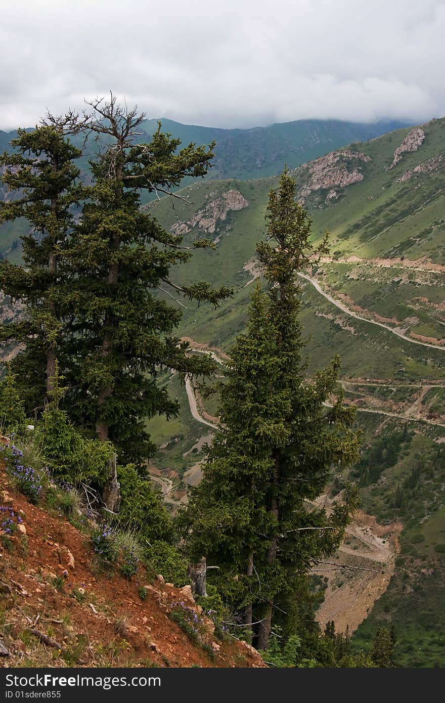 Fur-trees on Kyrgyzstan mountains, asia