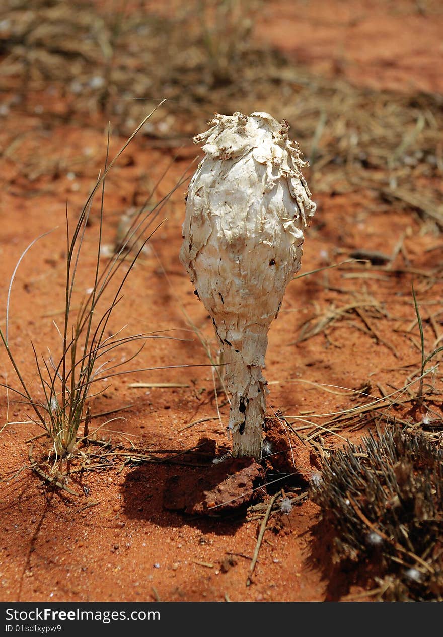 Australian mushroom in desert