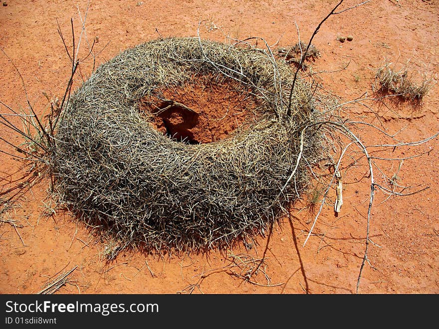 Ant hill in the Red Centre, Australian desert. Ant hill in the Red Centre, Australian desert.