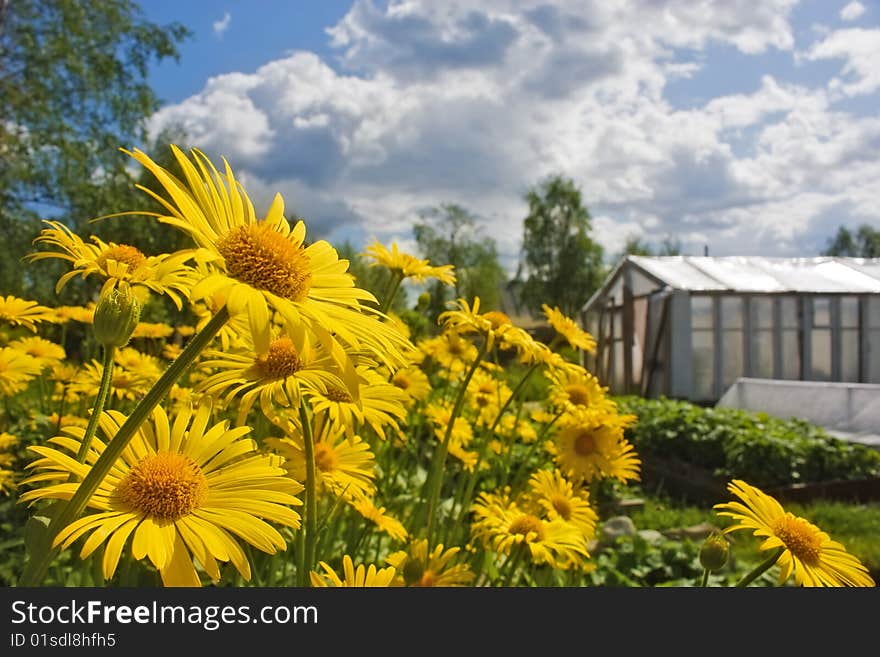 Doronicum flowers in the kitchen garden