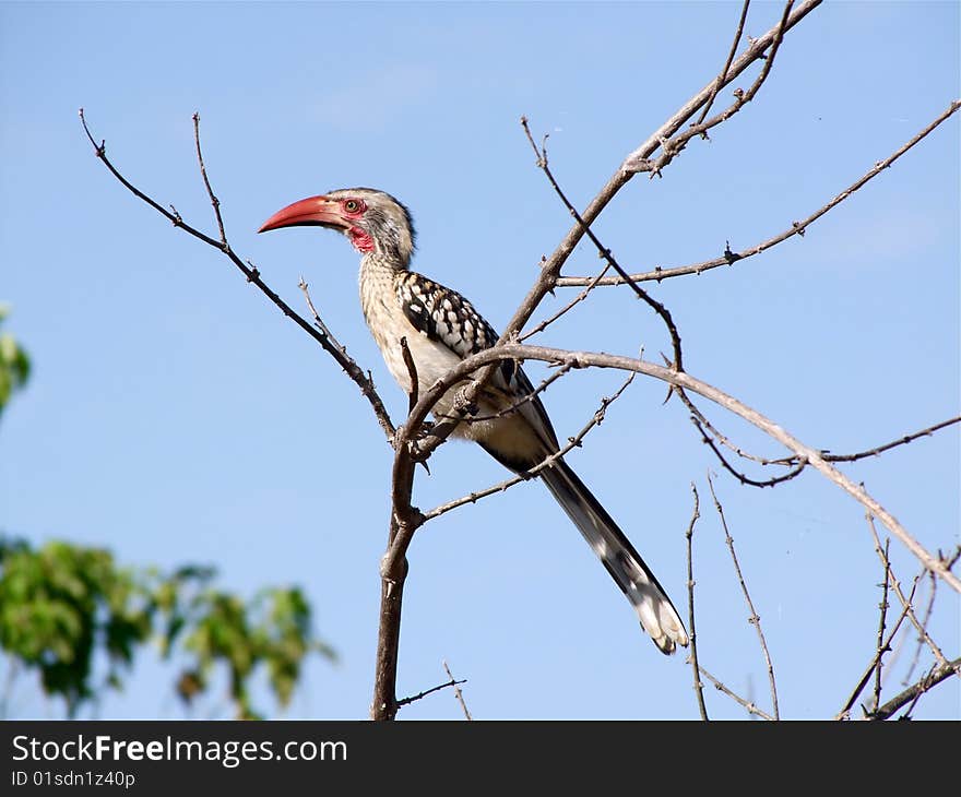 Red-billed Hornbill - Tockus erythrorhynchus