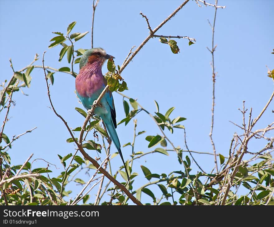 A Lilac-breasted Roller (Coracias caudatus). Chobe National Park, Botswana. A Lilac-breasted Roller (Coracias caudatus). Chobe National Park, Botswana