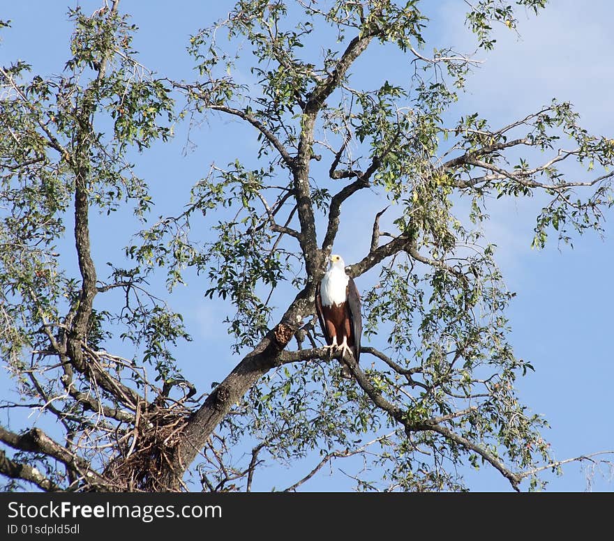 African Eagle - Chobe National Park, Botswana