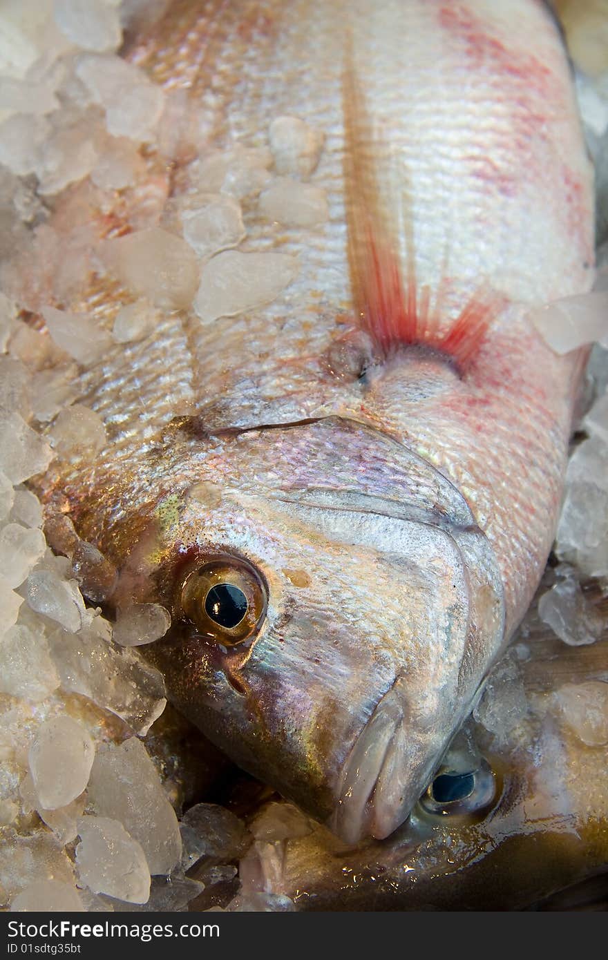 View in close up of some fish for sale in a market. View in close up of some fish for sale in a market.