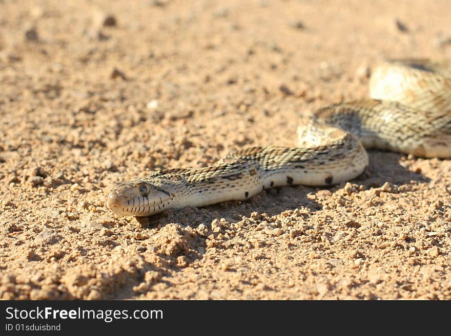 Gophersnake from head to midbody sunning on a road.