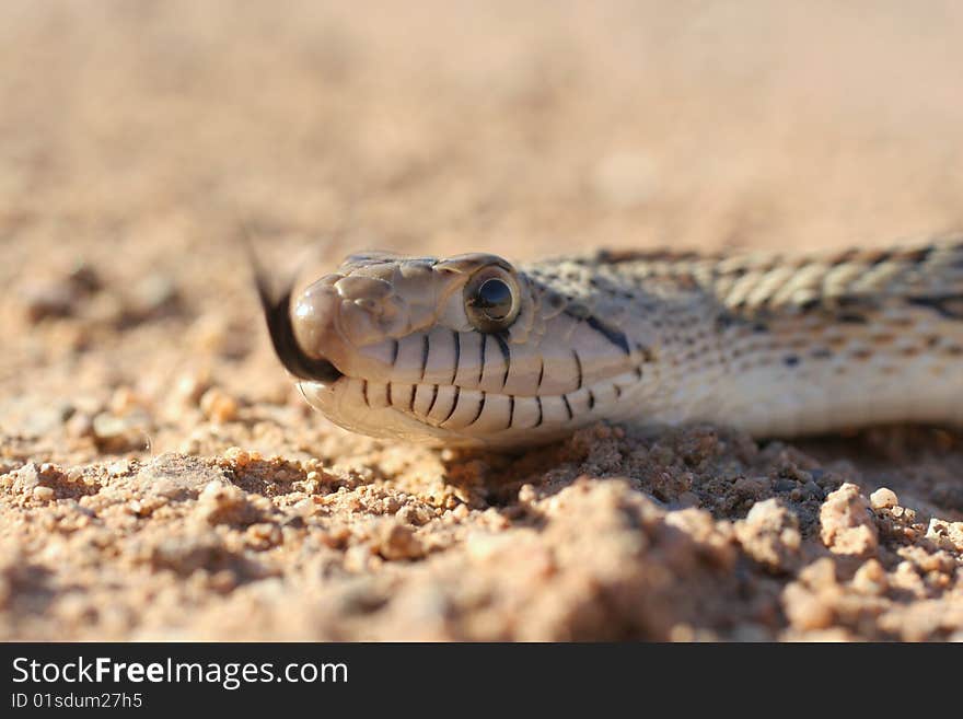 Gophersnake macro - flicking tongue and sunning