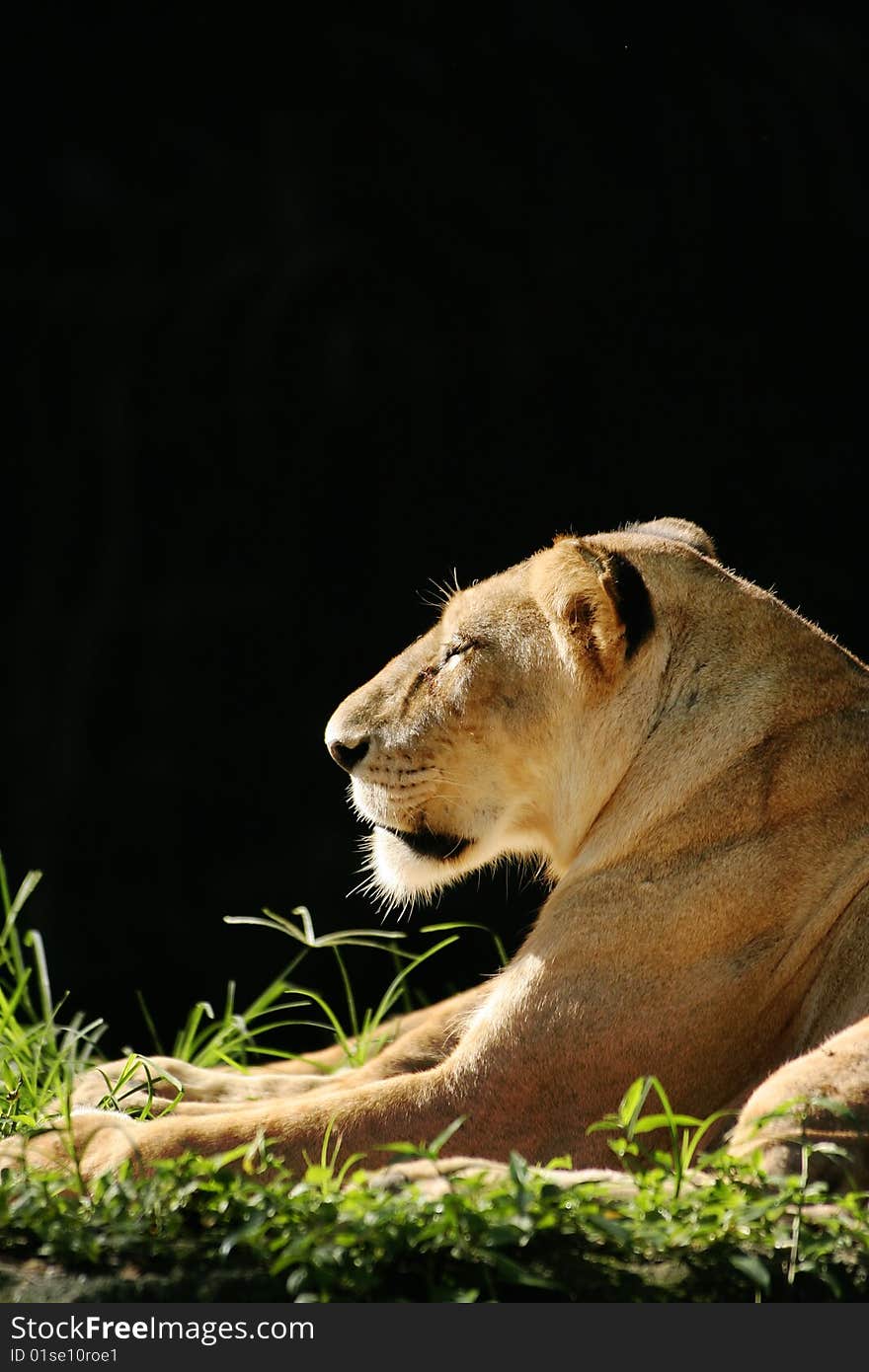 An African female lion cat in a relaxed pose, basking in the sunlight with eyes closed. An African female lion cat in a relaxed pose, basking in the sunlight with eyes closed.