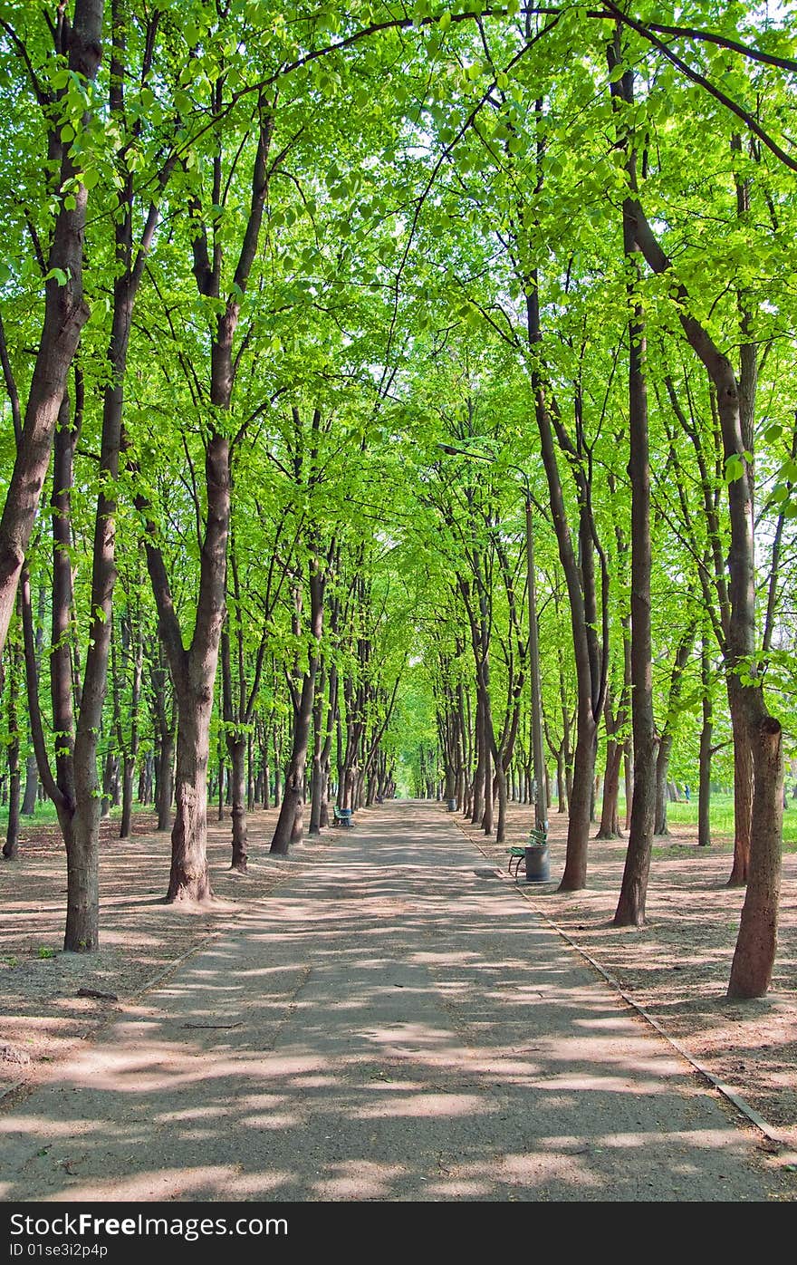 Shady avenue in spring park